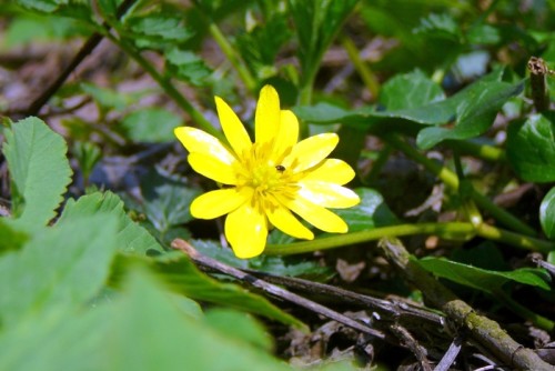 Pryskyřník, 10. 4. 2009